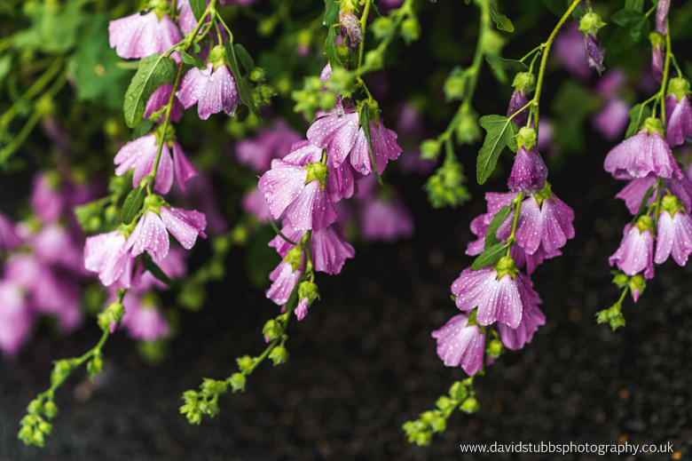 wet flowers