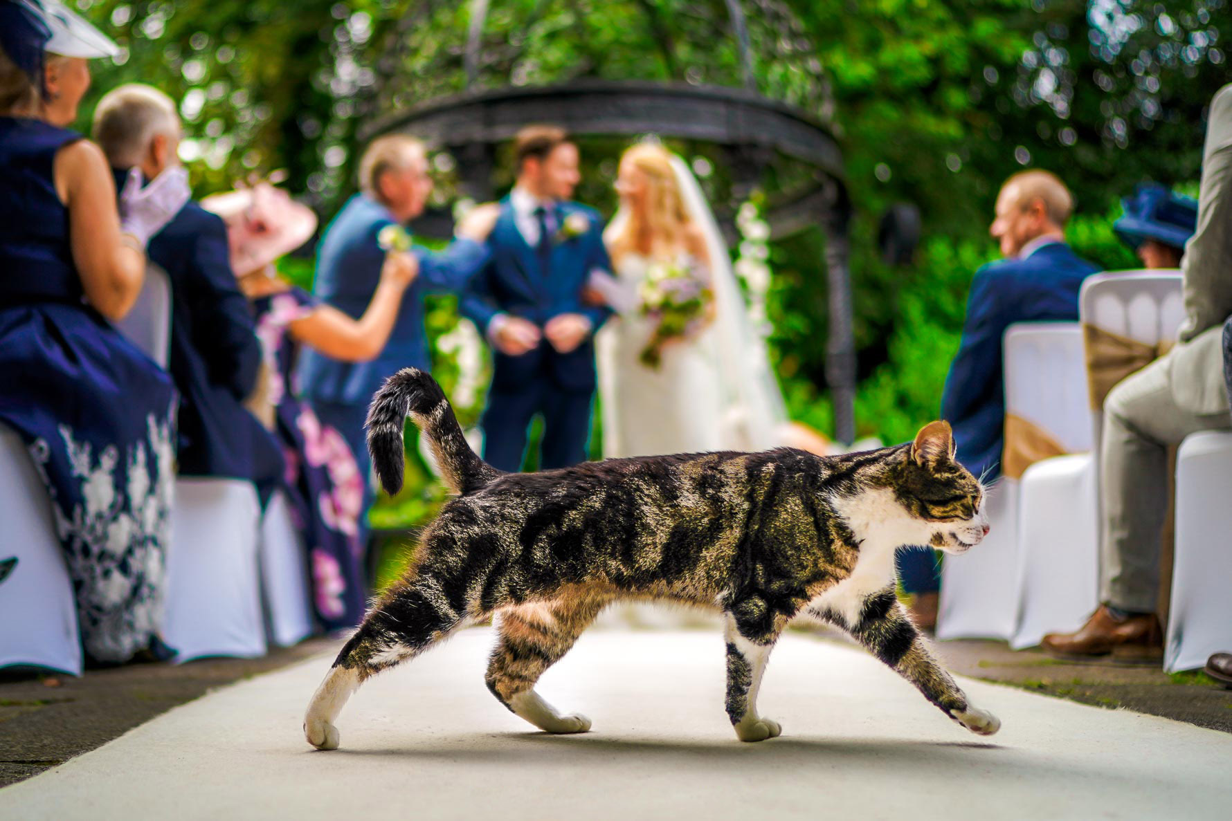 cat walking across ceremony stubbs